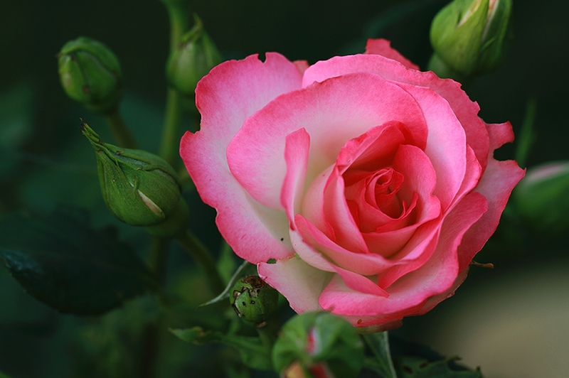 ڣںԺĵģܣģ΢ֻ΢{ɫAҸX߀ã