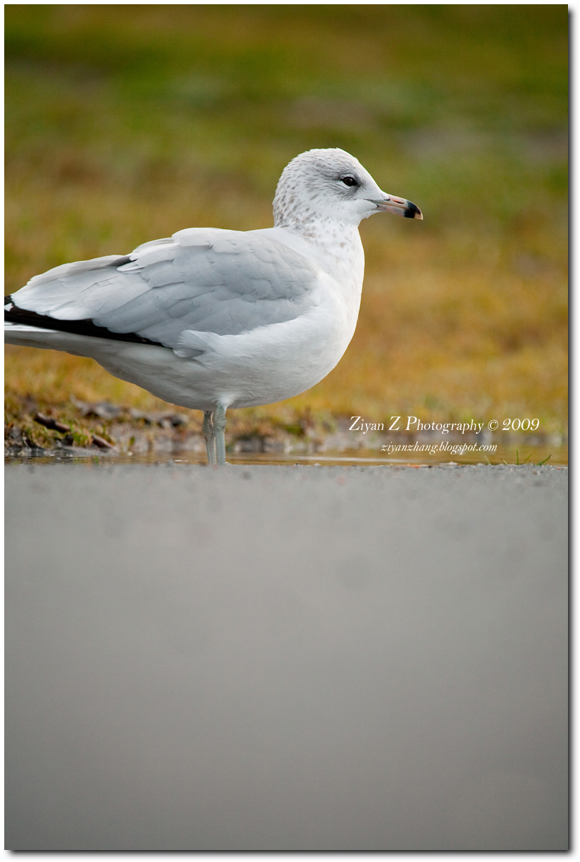 2009-11-08 (5 of 66).jpg