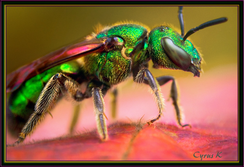 78967658.9uAMEdqk.Sweatbee2X.jpg