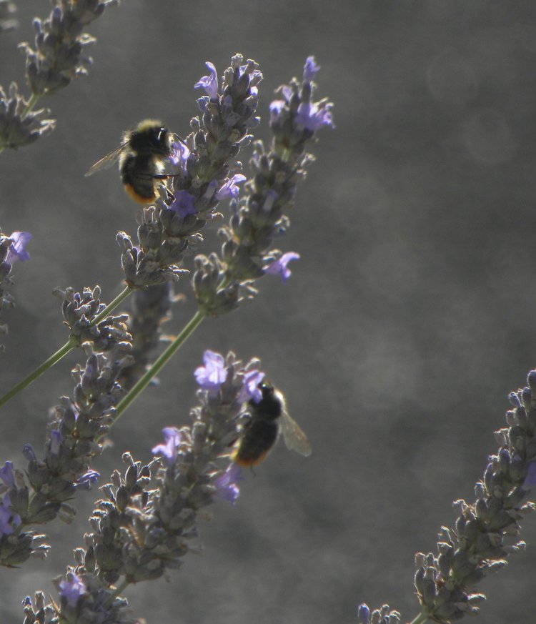 z10julmbanjo 098.jpg