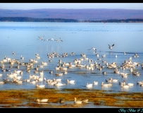 2010 ڷֵɫ5ȥּ֮ѩ