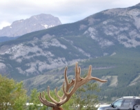 2010 Canadian Rockies (4) Caribouѱ¹: Խ˼ɾľ