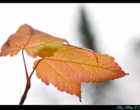 2010 ڷֵɫ2Ҷǲĳ