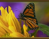 ΢ MACRO - by Cyrus Khamak